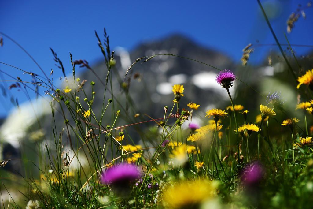 Haus Elisabeth Bed & Breakfast Neustift im Stubaital Ngoại thất bức ảnh
